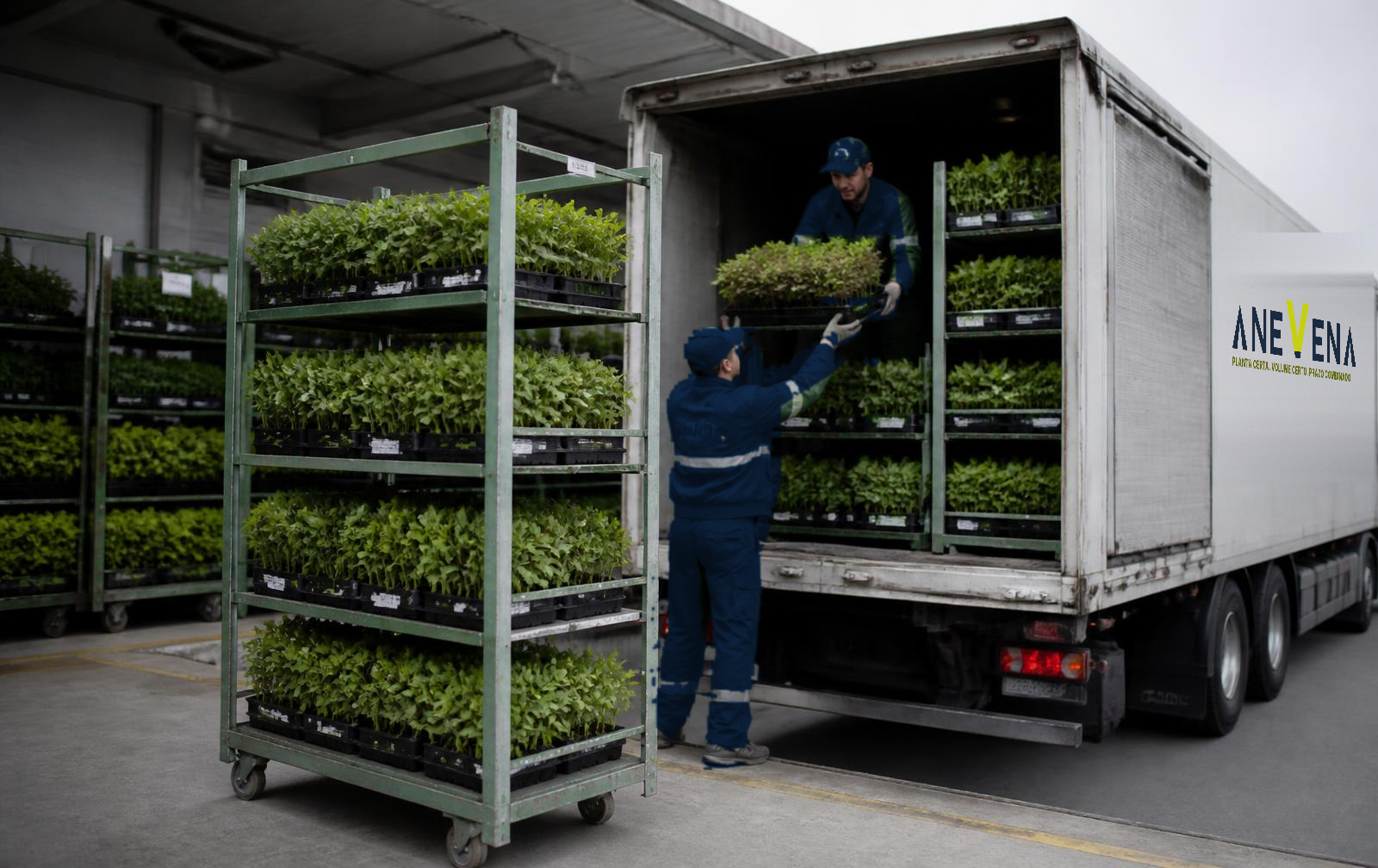 Equipe carregando lotes uniformes de plantas para expedição
