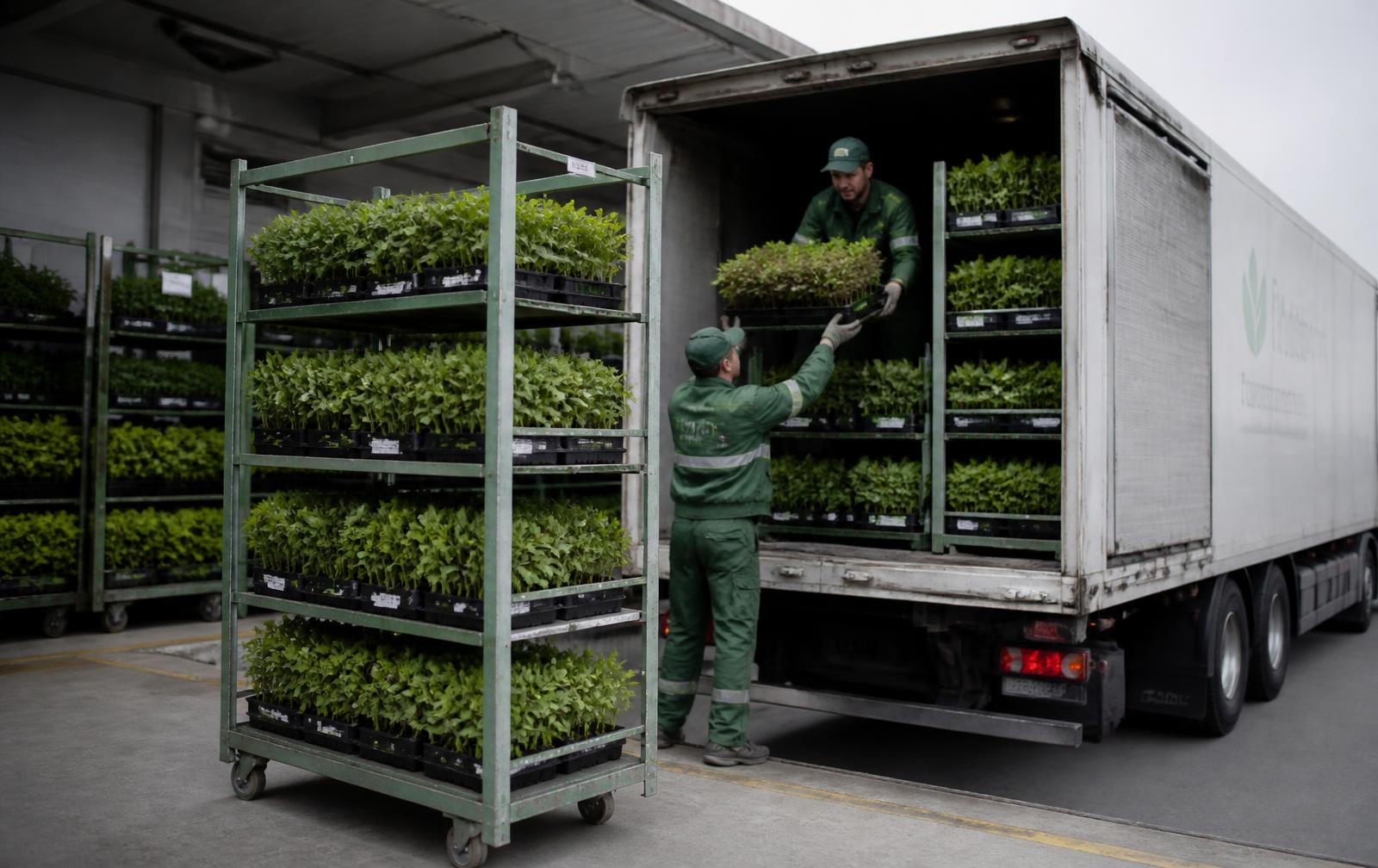 Expedição de lotes de plantas em doca de carregamento